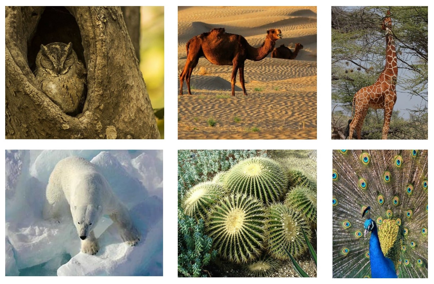 The adaptiveness of nature