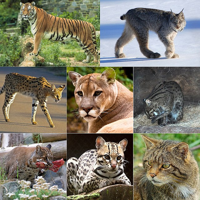 The evolution of cats